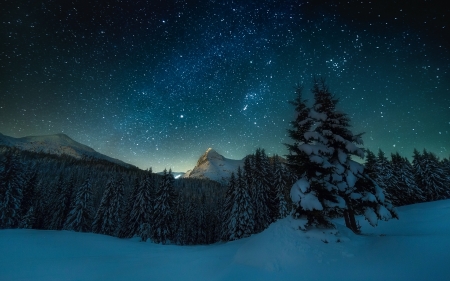 Night Sky - sky, tree, nature, night