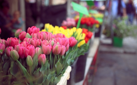 Lovely tulips - grass, yellow, pink, red