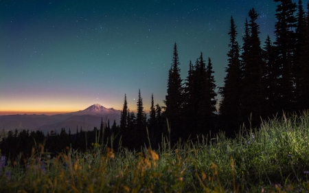 Forest - nature, sky, tree, forest