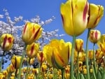 Yellow Tulips