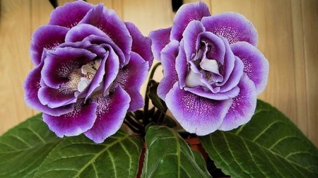 Amazing Purple - purple, color, amazing, flower