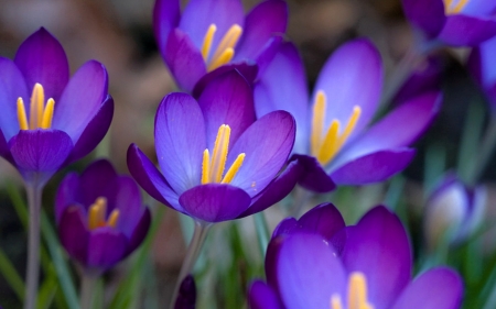 Flowers - purple, amazing, flower, wild