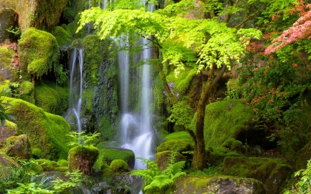 Forest waterfall - nature, forest, beautiful, ttrees, greenery, waterfall