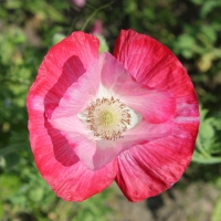 Poppy