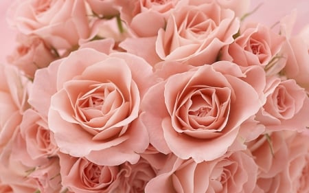 Roses - flower, rose, pink, bouquet, wall, skin