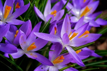 Crocuses - flower, purple, pink, spring, orange, crocus