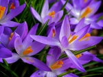 Crocuses