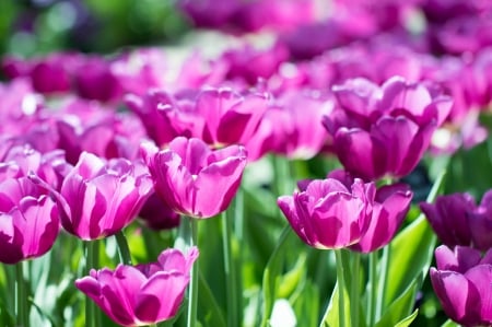 Tulips - flower, pink, tulip, spring, green