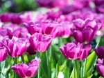 Tulips