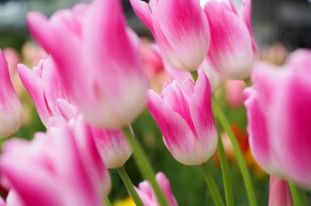 Tulips - flower, tulips, pink, spring, green