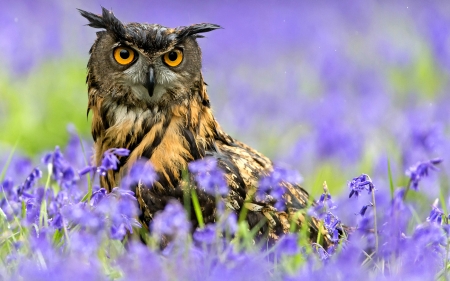 Owl - summer, flower, purple, bird, flowers, spring, owl, field, green