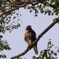 Hawk in Birch Tree