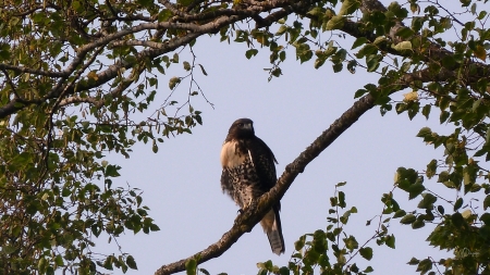 Hawk in Birch Tree - bird, Firefox Persona theme, summer, photography, hawk, tree, sky