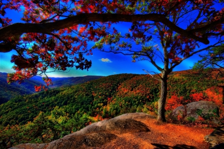 Autumn - autumn, forest, mountain, trees