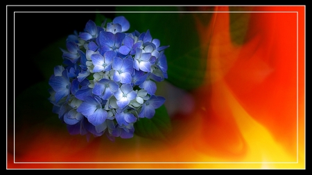 Flower - fire, flower, background, love