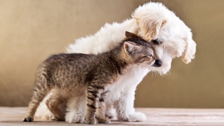 Best Pals - cat, puppy, animal, dog