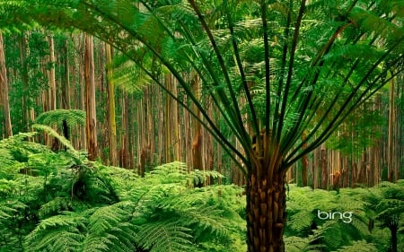 Palm forest - Forest, Palms, Australia, Nature