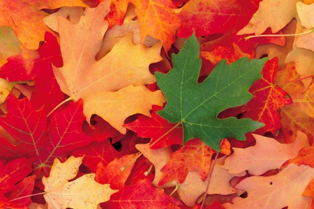 Beautiful colored leaves - leaves, colored, autumn, red