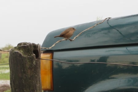 pajarito - pajaro, pajarito, bird, ave