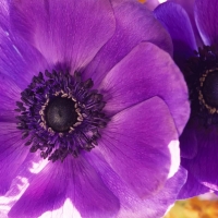 Purple Poppy