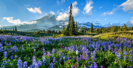 Mount Rainier NP - mount rainier, sky, mountain, national park, meadow, peak, beautiful, flowers, snowy