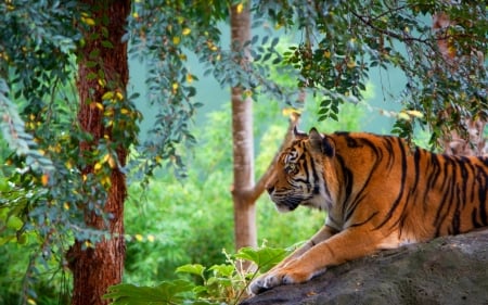 Resting tiger - greenery, stone, beautiful, forest, tiger, rest, cat, animal, wild