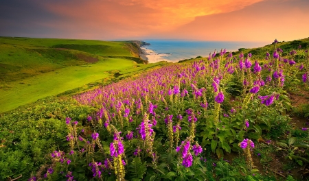 Coastal view - sky, beach, sunset, shore, coast, view, beautiful, wildfloweers, grass, sea