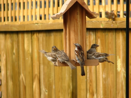 *Birdfeeder* - woodenworks, animals, hq, birdfeeder, friends, outdoor, sparrows, birds