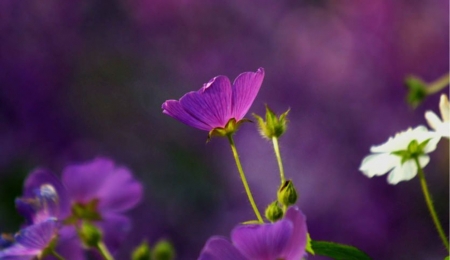 Lovely color - flower, purple, wild, amazing