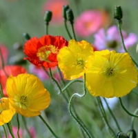 Poppies