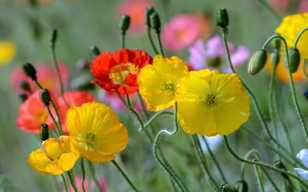 Poppies - summer, red, flower, pretty, flowers, yellow, field, poppy, nature, green