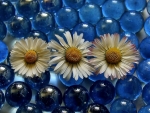 Chamomile on blue