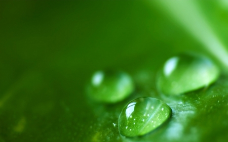 Water drops - nature, macro, water drops, green, leaf