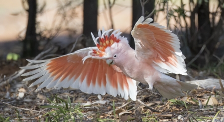 Cockatoo - wings, feather, pink, parrot, cockatoo