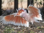 Cockatoo