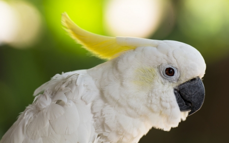 Cockatoo - white, bird, parrot, cockatoo, yellow