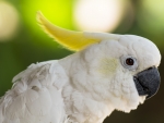 Cockatoo