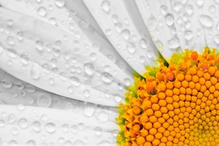 Daisy - white, summer, dew, water drops, macro, daisy, orange, flower