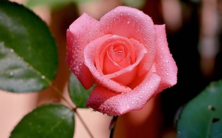 Rose - pink, green, rose, bud, flower