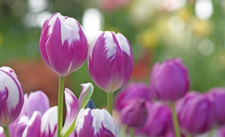 Tulips - white, flower, purple, pink, tulip, spring, green