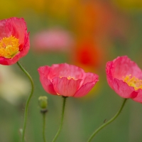 Poppies