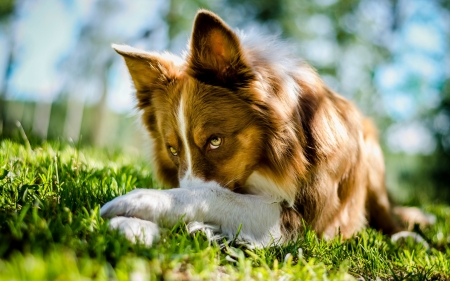 Shy - white, australian shepherd, brown, dog, green, summer, funny, cute