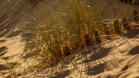 Grass - sand, tree, nature, grass