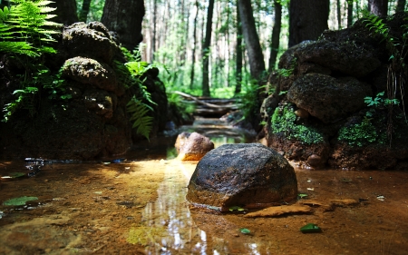 Forest - Forest, stream, water, nature