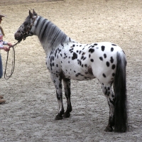 Appaloosa Stallion