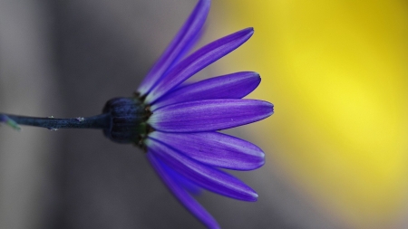 Blue Beauty - nature, lotus, filtered, blue, flower