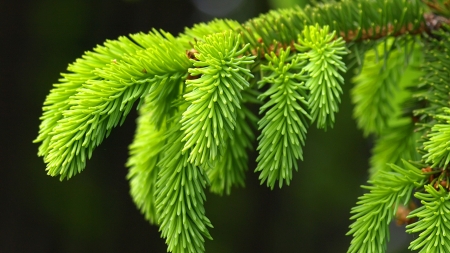 Branch - close up, green, spruce, tree