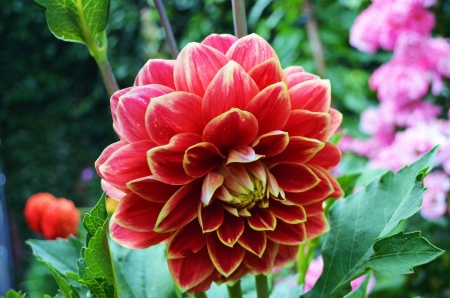 Dahlia - buds, yellow, red, petals, leaves, blossom, garden