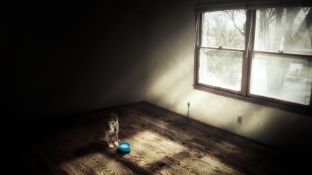 Left Behind - Alone, Dog, Room, Forgotten