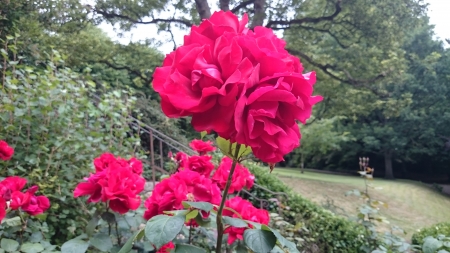 The Park - summer, nature, rose, park